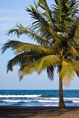 Fototapeta na wymiar Palmy na plaży w pobliżu z nieba