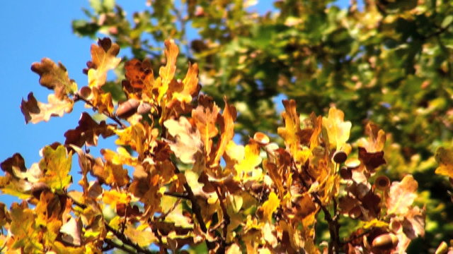 schwenk durch eine eiche im herbst