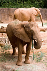 Naklejka premium African Elephant
