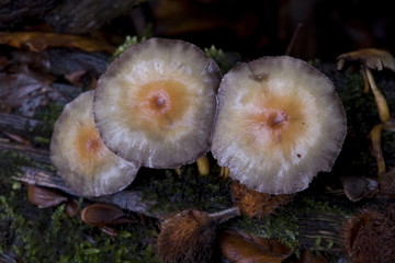 Pilzschirme von oben