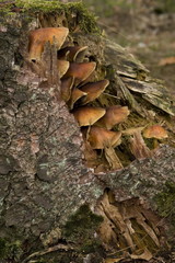 Pilz auf Baumstumpf