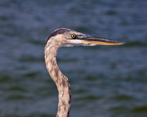 Heron