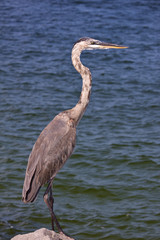 great blue heron
