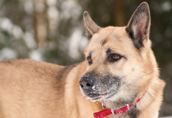 Attentively looking dog