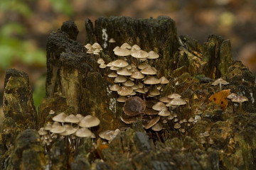 Pilze auf Baumstumpf