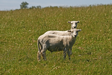 Schaf im Bodmin Moor, Colliford Lake, Cornwall, England