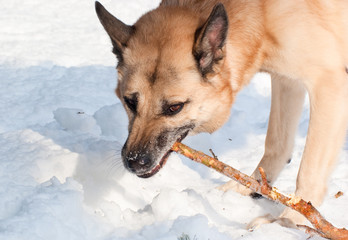 Aggressively looking dog with a stick in winter forest