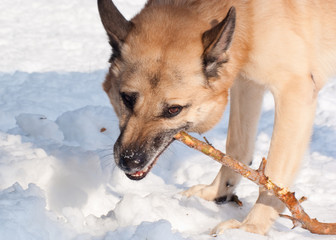 West Siberian Laika (Husky) with a stick in winter forest