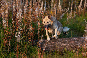 Jumping West Siberian laika (husky)