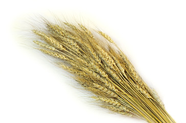 Fototapeta premium Wheat sheaf