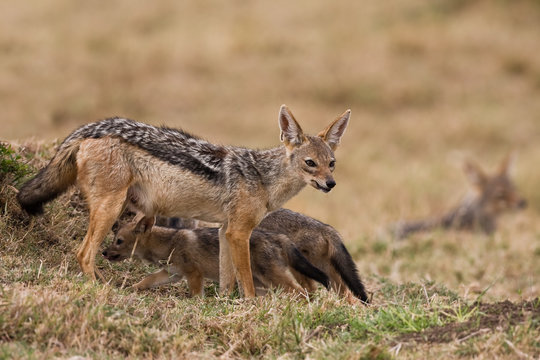 Schakalfamilie