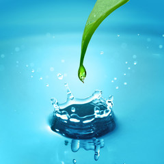 green leaf and water splash