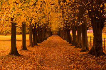 autumn colors in the forest