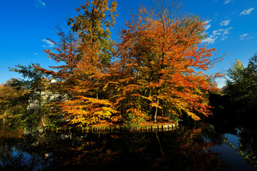 Beautiful autumn colors