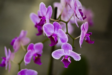 Orchide