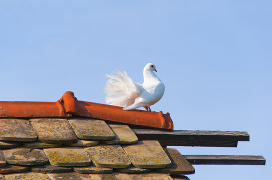 Beautiful white pigeon stands on the top of the roof