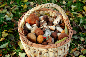Basket with mushrooms