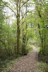 Obraz premium forest path