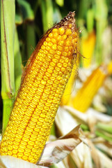 Yellow corn in agricultural field.
