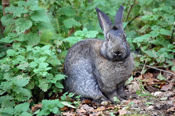 Rabbit in Haag zoo 2