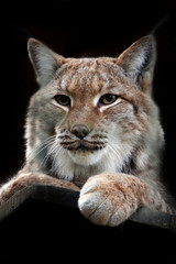 Obraz premium Lynx