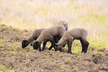 Spring lambs