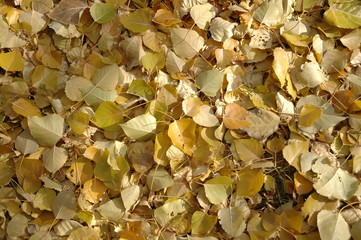 yellow leaves background