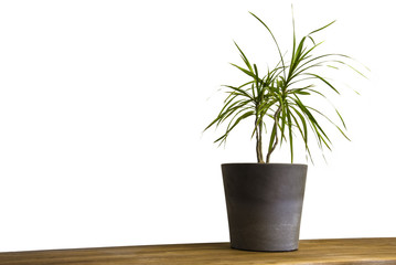 Pot plant on cupboard in front of white wall