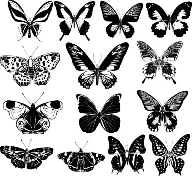 fourteen black and white butterflies