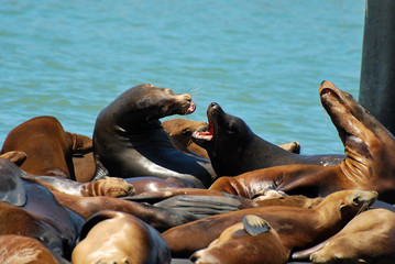 Fototapeta premium Sea Lions