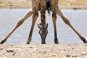 Giraffe, etosha national park, namibia