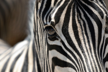 zebra eye, etosha national park, namibia