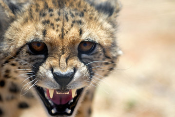 Cheetah © Frank Becker