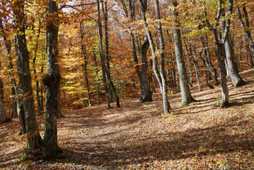 Obraz premium Golden autumn