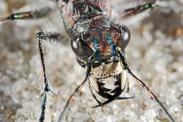 Cicindelid beetle portrait
