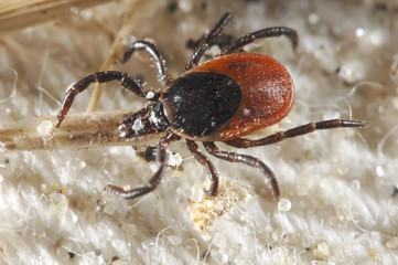 Tick waiting for a host