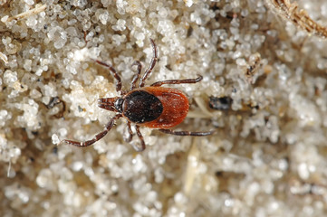 Tick on sandy backgound
