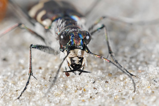 Cicindelid beetle on sand