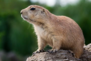 Prarie dog looking sitting of the ground