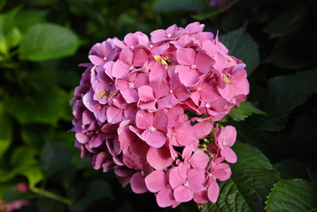 Obraz premium red hydrangea in the garden