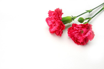 carnation