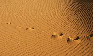 Orme sulla Sabbia del Deserto