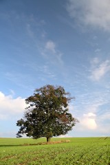 Einzelkämpfer