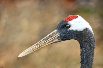 Portrait of a stork