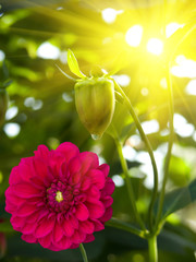Obraz premium Flower dahlia