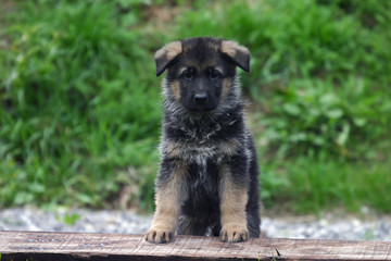 jeune chiot berger allemand assis sagement de face