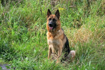 berger alemand assis dans les herbes hautes