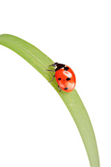 Ladybird walking on a leaf isolated on white background