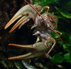 closeup river cancer