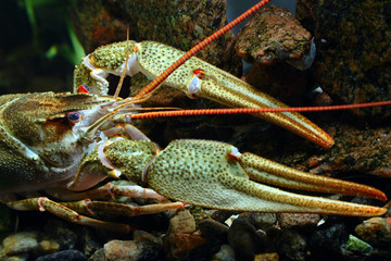 closeup river cancer muzzle